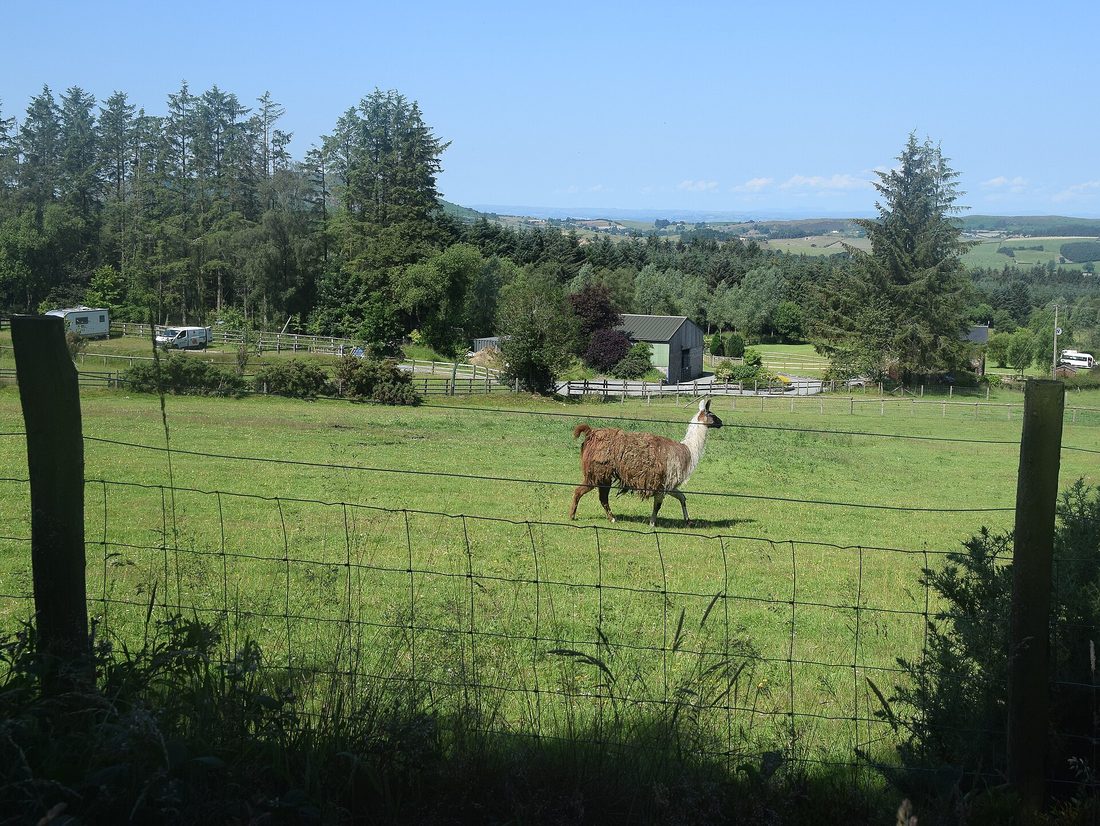 An alpaca in a field near Alveley