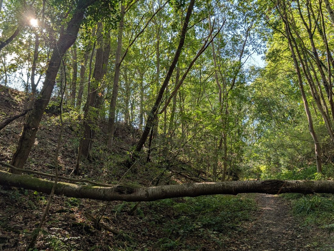 Woodland trails in the Wyre Forest near Bewdley