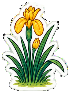Yellow flag iris