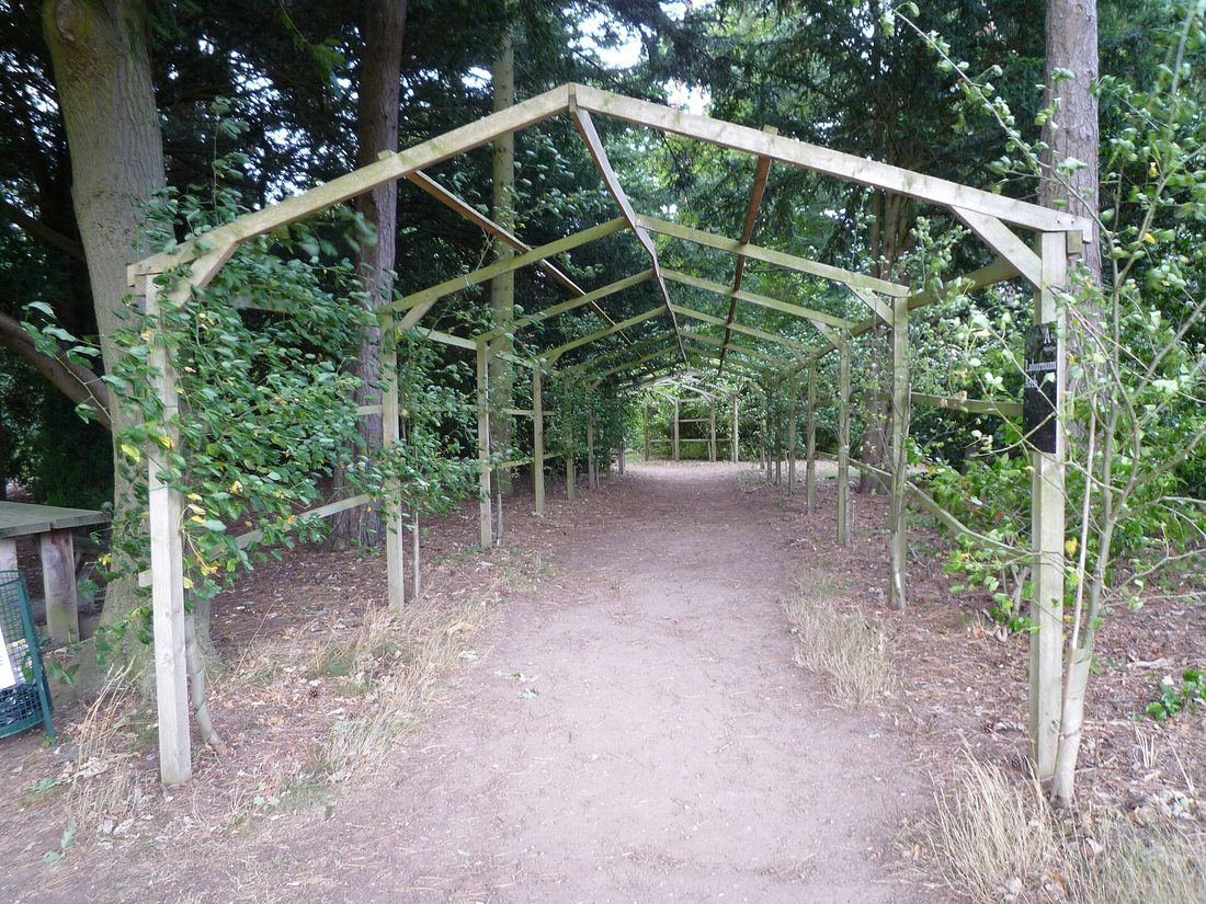 Mature trees and lawns at Arley Arboretum