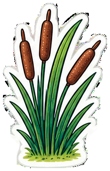Reeds