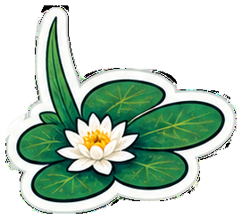 Water lily